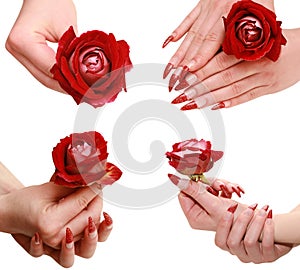 Red rose in a female hand