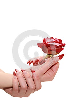 Red rose for female hands