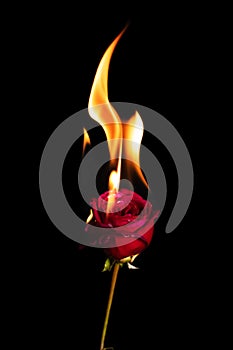 Red rose on fire
