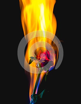 Red rose on fire