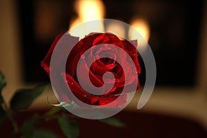 Red rose with fire place