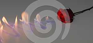 Red rose with fire on shiny surface in studio