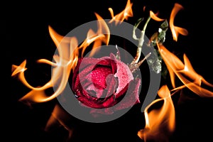 Red rose on fire