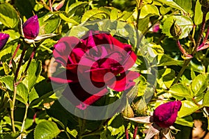 Red Rose Floats on Green Leaves