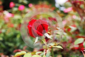 Red rose Floribunda Heavenly Night in the Butchart Garden