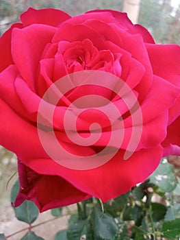 Red rose flowe