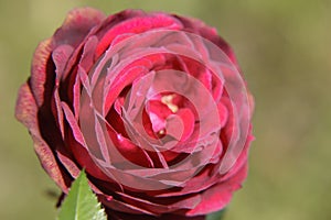 Red rose flower