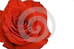 Red rose flower