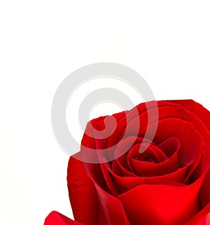 Red rose flower