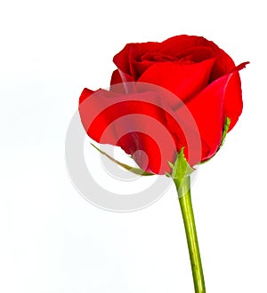 Red rose flower