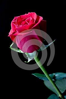 Red rose flower