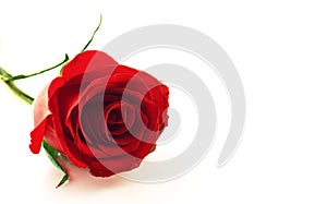 Red rose flower