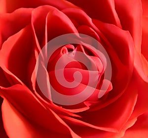 Red rose flower