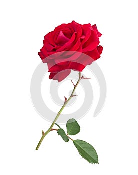 Red Rose Flower