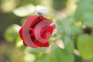 Red rose flower