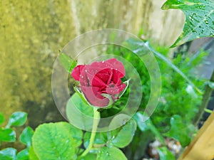 Red rose flower baground love