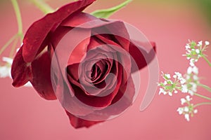 A red rose flower on beautiful background