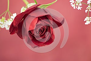 A red rose flower on beautiful background