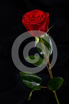 Red rose flower on black background