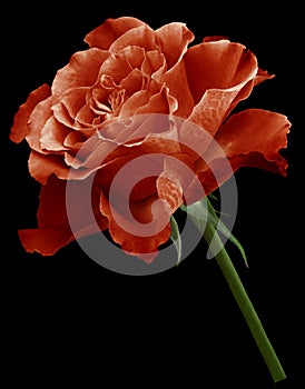 Red rose. Flower on the black isolated background with clipping path. Close-up. no shadows. Shot of red flower.