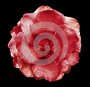 Red rose flower on the black isolated background with clipping path no shadows. Rose with drops of water on the petals. Closeup.