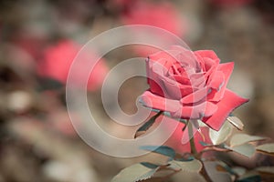 Red rose flower bloom on a background of blurry red roses in a roses garden