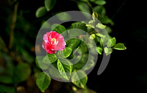 Red rose flower bloom on branch