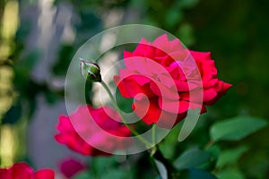 Red rose flower blooming