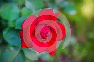 Red rose flower blooming