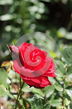 Red rose flower blooming bright sunshine summer garden