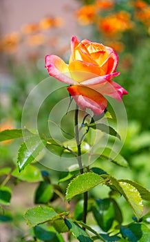 Red rose flower blooming in roses garden on background red roses flowers