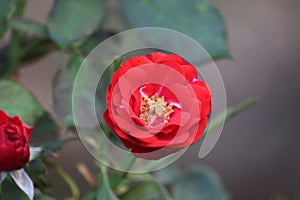 Red rose flower blooming in roses garden on background red roses flowers.Beautiful red rose on the rose garden in summer in a