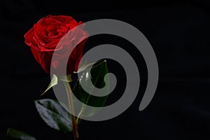 Red rose flower blossom
