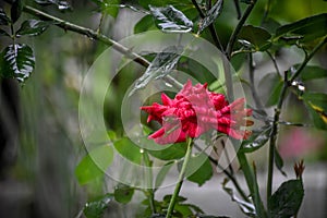 Red Rose Flower blossom