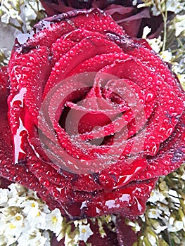 Red rose flower blossom with raindrops in bouquet, close up