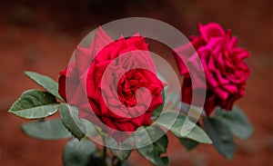 Red rose flower with blur background and detail texture