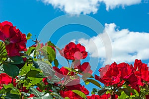 Red rose flower on blurred of blue sky background.