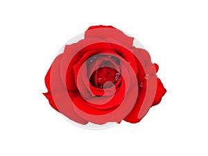 Red rose flower bud isolated on white