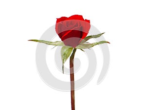 Red rose flower bud isolated on white
