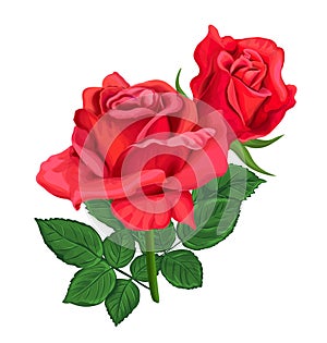 Red rose flower with bud and leaves. Vector in realistic style. Floral bouquet for Valentine day card