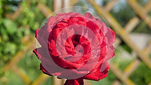 Red Rose Flower Bud With Water Drops On The Petals