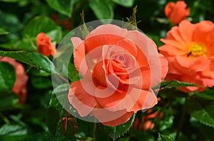 Red rose flower on a bush in the garden