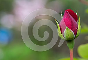 Red Rose Flower close up background