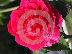 Red rose flower close up