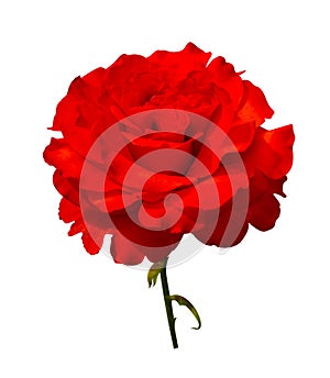 Red rose flower close up isolated on white background