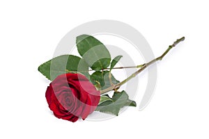 Red rose flower close-up isolated on white clipping path included