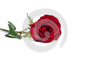 Rosa rossa fiore su bianco tracciato di ritaglio incluso 