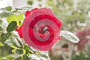 Red rose flower closeup