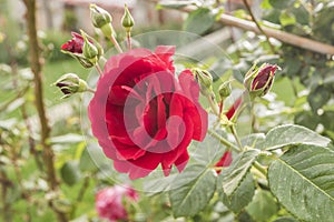 Red rose flower closeup