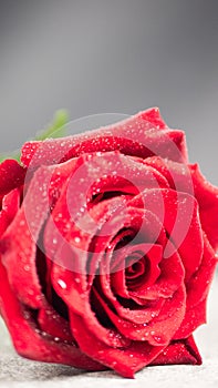 red rose flower detail with droplets, macro shot for mother's day greeting card or book cover design